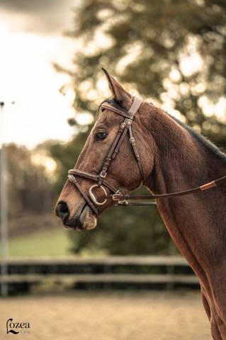à vendre anglo-arabe de 7 ans 