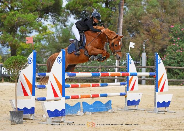 Poney à vendre - magnifique poney de sport