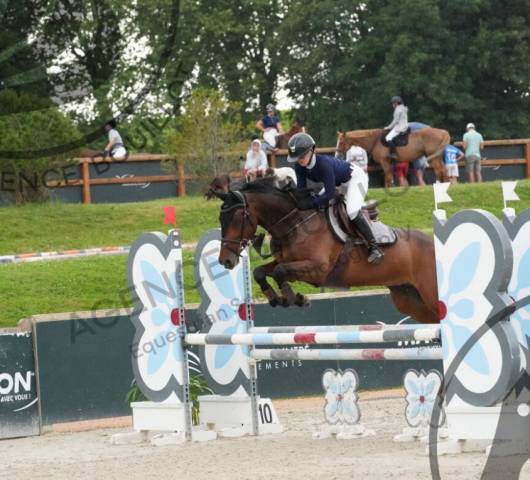 Nérite – hongre kwpn de 8 ans bai brun