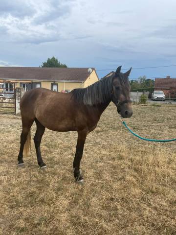 Hongre connemara part bred 3 ans