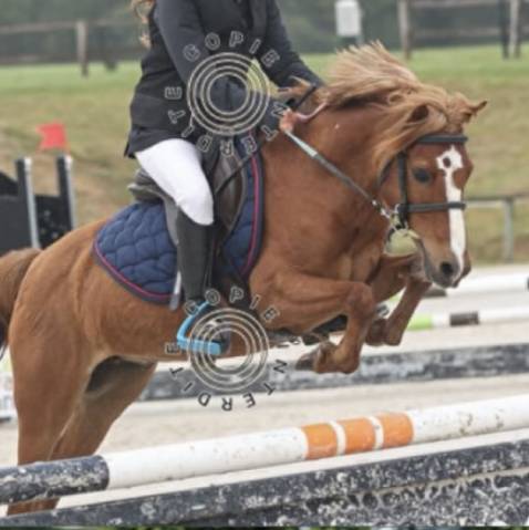 Poney taille b à louer