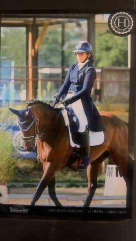 Cheval de dressage 