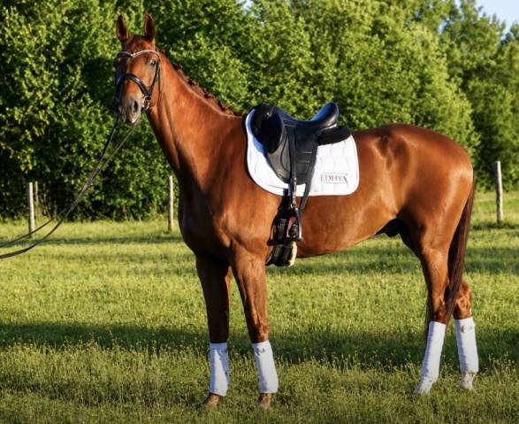 Hongre - hanovrien - 8 ans - dressage - france