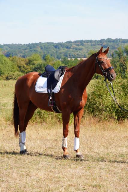 Hongre - hanovrien - 8 ans - dressage - france
