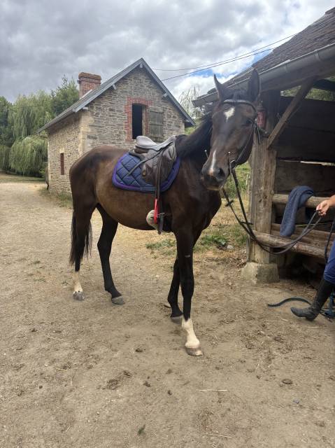 Cheval dressage