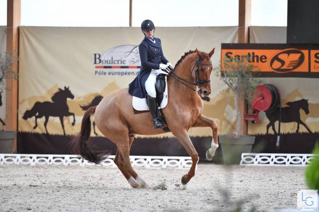 Hongre - kwpn - 15 ans - dressage - france