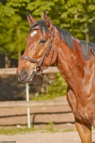 Hongre de 4 ans à vendre
