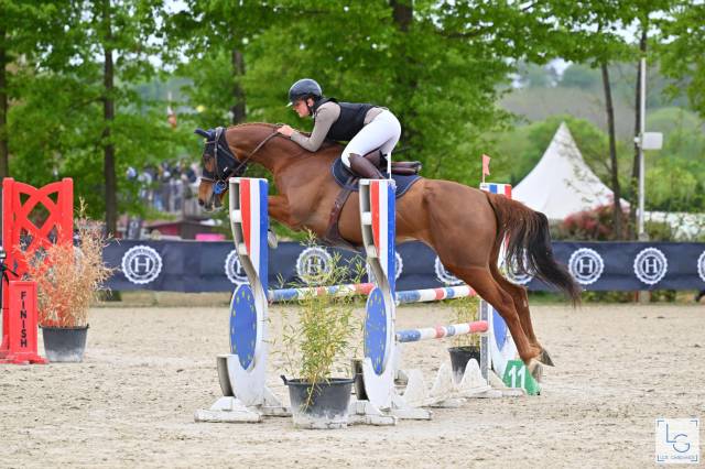 Hongre horse ball cso hunter 