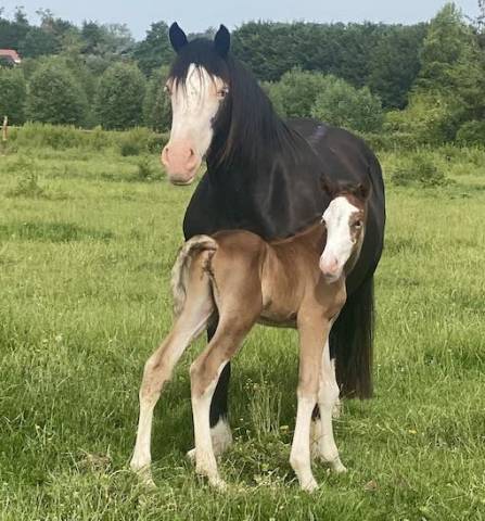 Poulain pfs splash par kilimandjaro semilly