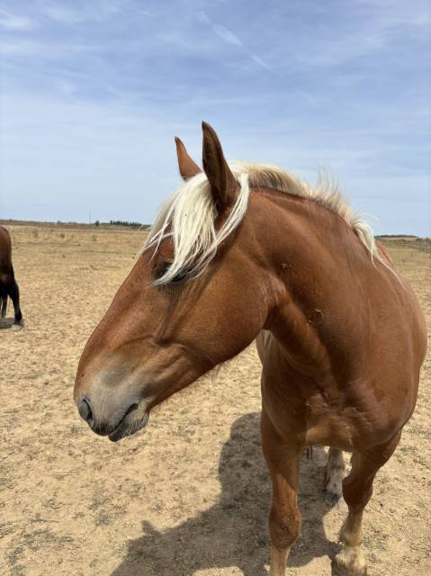 à vendre – ondine, jument comtoise de 2 ans