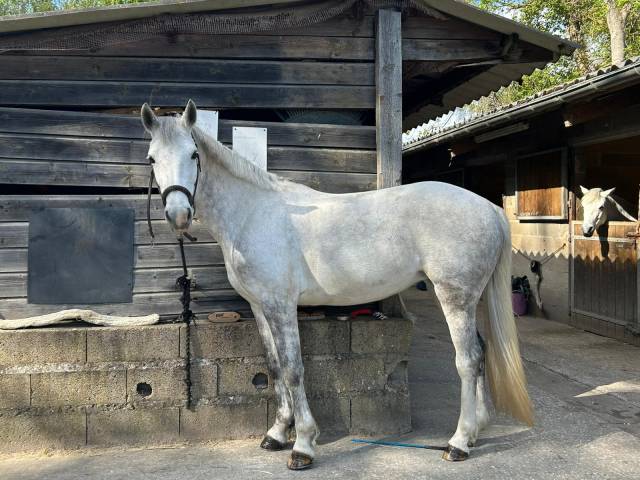 Ponette d de sport