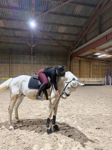 Cheval à vendre