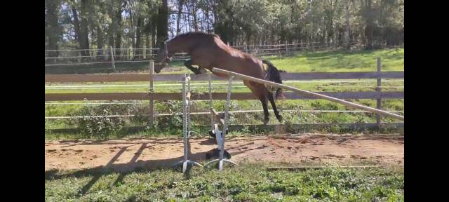 Top cheval d'amateur