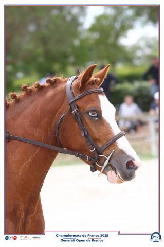 Pfs hongre 7 ans