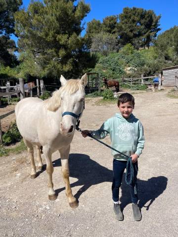 Demi / tiers-pension – poney d connemara – cassis 13