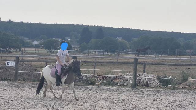 Ponette shetland 109cm - 3 ans - débourrée