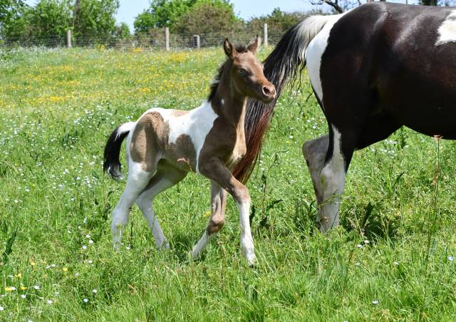 Superbe pouliche ambre champagne tobiano aa