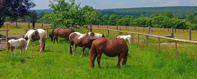 Pension au pré cheval 