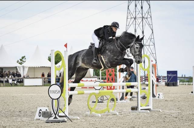 Cheval polyvalent de 7 ans 
