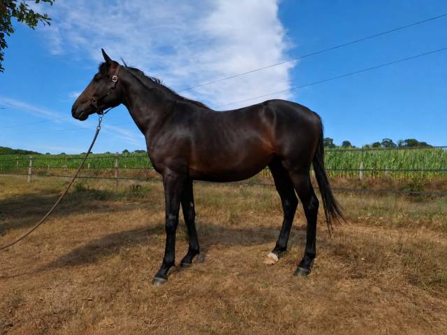 Aqps mâle 2 ans 