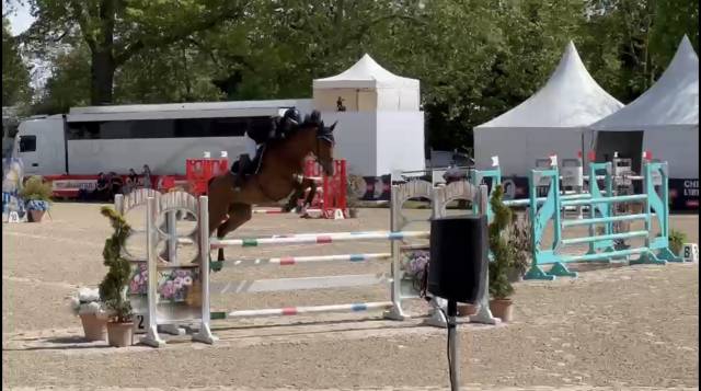 Jument de 6ans  - idéale pour amateur élite 