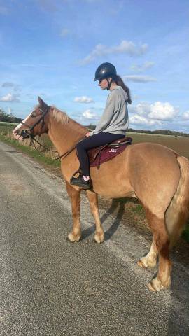 Poney d polyvalent