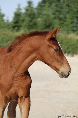 A vendre foal mâle selle français 