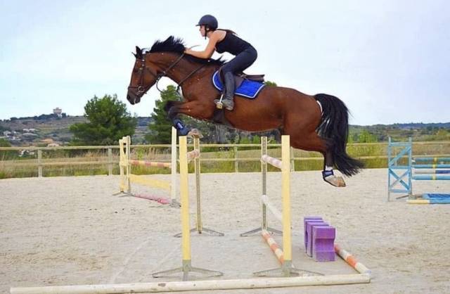A vendre - hongre belge de 16 ans