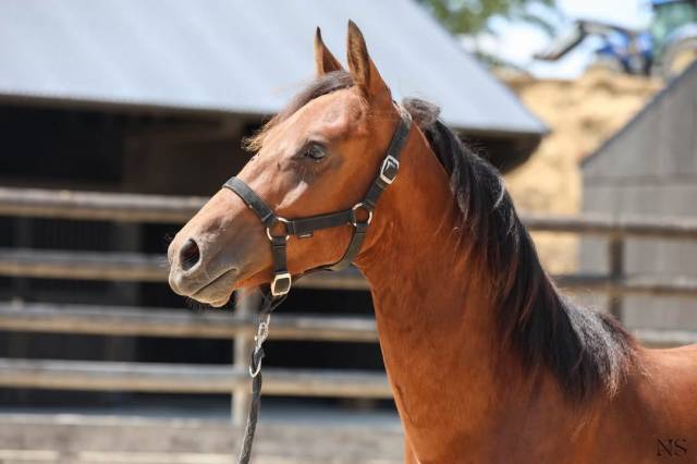 Génétique poney exceptionnelle 