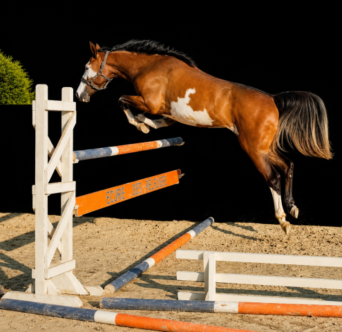 Jument - oc - 4 ans - cso / polyvalente - france