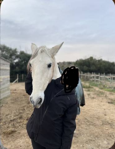 Lusitanien pp gris 13 ans – cheval sensible, en reprise