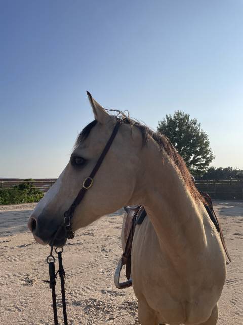 Demi-pension sur quarter horse