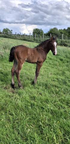 Foal pfs mâle 