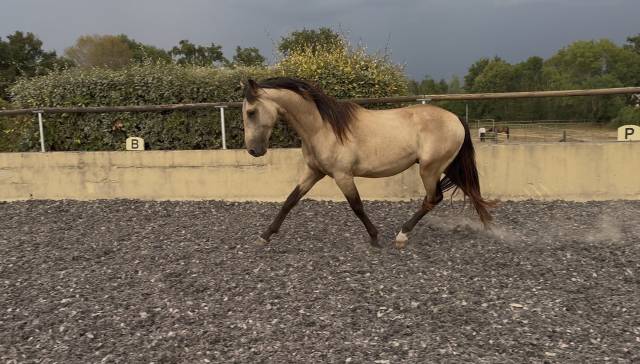 Poulain pre pp - 2 ans - isabelle
