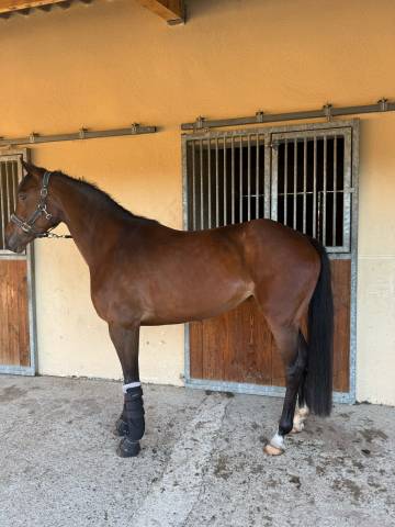 Jument à vendre - bwp de 5 ans