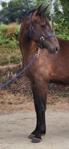 Hongre zangersheide de 2 ans