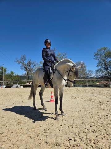 à vendre – ramsès ? lusitanien • 7 ans • 1,61 m