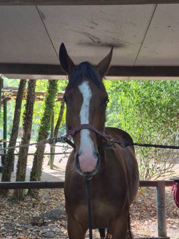? à vendre – licorne de beauvoir – 5 ans – sf