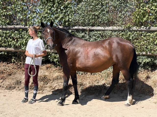 Belle jument trotteuse