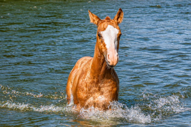 Quody, poulain quarter horse né en 2026