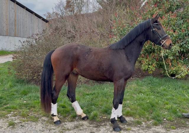 Hongre - kwpn - 3 ans - dressage - france