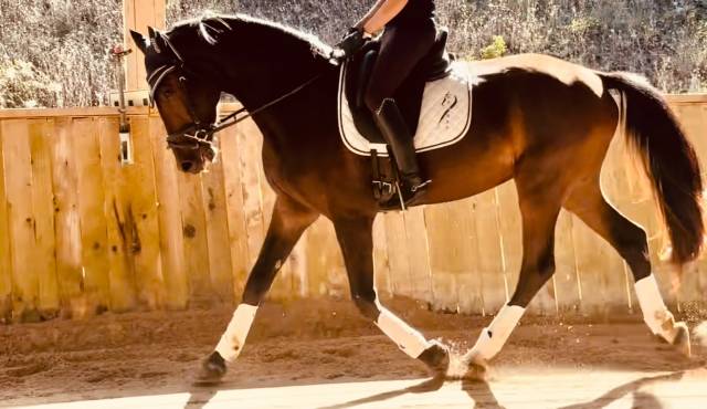 Hongre - kwpn - 3 ans - dressage - france