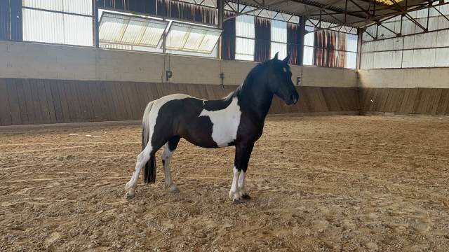 à vendre - poney 4 ans