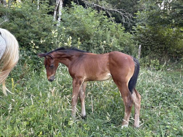 Poulain sf 2026