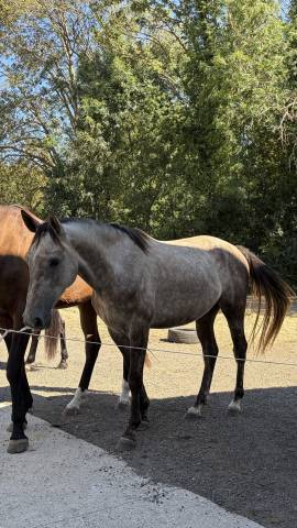 Hongre sf de 4 ans par potter du manaou