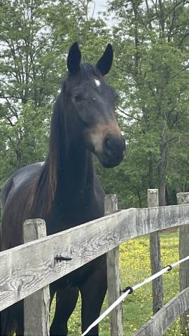 Oxford de hiege sf 2 ans, dressage 