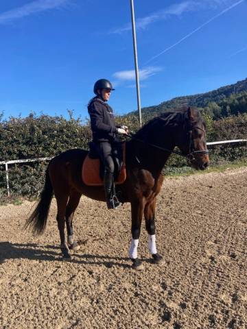 Cheval de sport