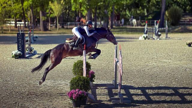 Jhonny du thar – hongre sf – 7 ans – 1,73 m