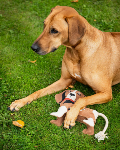 Jouet 3D beagle - QHP - Durable et interactif