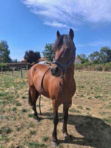 Poney entier taille c 